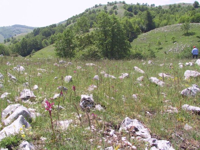 valle-orchidee-sassano-cilento